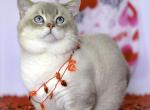 Bubbles - Munchkin Cat For Sale/Service - Park City&comma; KS&comma; US