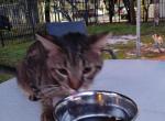 Puppie - American Shorthair Cat For Adoption - Fort Lauderdale&comma; FL&comma; US