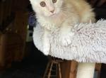 Ginger mainecoon kitten from official cattery - Maine Coon Cat For Sale - Liberty&comma; NC&comma; US