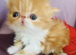 Finik - Persian Cat For Sale - Philadelphia&comma; PA&comma; US
