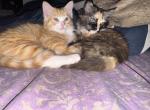 calico Siberian - Siberian Cat For Sale - New York&comma; NY&comma; US