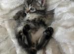 Polydactyl kitten - American Bobtail Cat For Sale - Agawam&comma; MA&comma; US