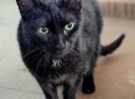 Midnight Shadow - Domestic Cat For Adoption - Fort Lauderdale&comma; FL&comma; US
