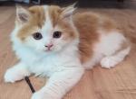 Fluffy Furry Scottish Straight - Scottish Straight Cat For Sale - Boston&comma; MA&comma; US