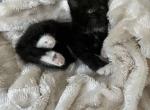 Kitten - American Bobtail Cat For Sale - Agawam&comma; MA&comma; US