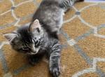 Kitten to rehome - American Shorthair Cat For Adoption - Agawam&comma; MA&comma; US