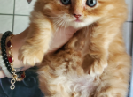Ginger Persians - Persian Kitten For Sale - New Orleans&comma; LA&comma; US