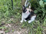 Coon baby - Munchkin Cat For Sale - Vicksburg&comma; MS&comma; US