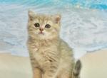 Riki - British Shorthair Cat For Sale - Los Angeles&comma; CA&comma; US