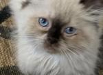 Caesar - Himalayan Cat For Sale - Rockford&comma; IL&comma; US