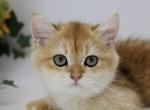 Deisel - British Shorthair Cat For Sale - Ashburn&comma; VA&comma; US