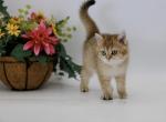 Diora - British Shorthair Cat For Sale - Ashburn&comma; VA&comma; US