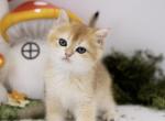 Effy - British Shorthair Cat For Sale - Ashburn&comma; VA&comma; US