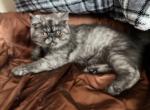 Valentino - Exotic Cat For Sale - Lexington&comma; KY&comma; US