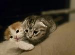 Sugars immaculate litter - Scottish Fold Cat For Sale - Denver&comma; CO&comma; US