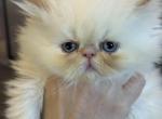Rare Female Flame Point Persian 2 of 2 - Persian Cat For Sale - River Falls&comma; WI&comma; US