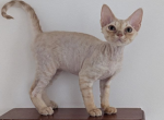 Nely - Devon Rex Cat For Sale - CA&comma; US