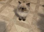 CFA Registered Seal Point Male Persian Kitten - Persian Cat For Sale - Conyers&comma; GA&comma; US