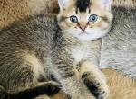Angus - British Shorthair Cat For Sale - WI&comma; US