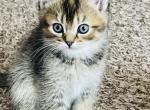 Almond - British Shorthair Cat For Sale - WI&comma; US