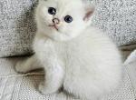 Kitty 5 - British Shorthair Cat For Sale - Helotes&comma; TX&comma; US