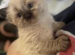 Coco - Balinese Cat For Sale - Plainfield&comma; IN&comma; US