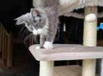 Grace female kitten for you - Maine Coon Cat For Sale - Liberty&comma; NC&comma; US