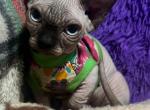 Sally - Bambino Cat For Sale - Hollywood&comma; FL&comma; US