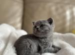 Chloe - British Shorthair Cat For Sale - Philadelphia&comma; PA&comma; US