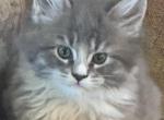 Dakota of Donnelly - Maine Coon Cat For Sale - Port Clinton&comma; OH&comma; US