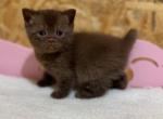 Julia - British Shorthair Cat For Sale - Brooklyn&comma; NY&comma; US