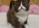 Bastet - British Shorthair Cat For Sale - Brooklyn&comma; NY&comma; US