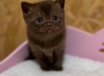 Bumblebee - British Shorthair Cat For Sale - Brooklyn&comma; NY&comma; US
