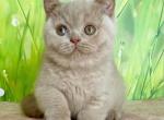 Diadem - British Shorthair Cat For Sale - Brooklyn&comma; NY&comma; US