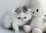 Mariana - Persian Cat For Sale - Brooklyn&comma; NY&comma; US