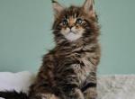 Diego - Maine Coon Cat For Sale - Brooklyn&comma; NY&comma; US