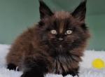 Dendy - Maine Coon Cat For Sale - Brooklyn&comma; NY&comma; US