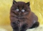 Zedan - British Shorthair Cat For Sale - Brooklyn&comma; NY&comma; US