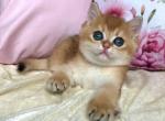 Kris - British Shorthair Cat For Sale - Brooklyn&comma; NY&comma; US