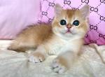 Kevin - British Shorthair Cat For Sale - Brooklyn&comma; NY&comma; US