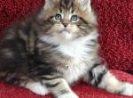 Hilton - Maine Coon Cat For Sale - Brooklyn&comma; NY&comma; US