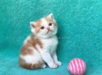 Wong orange british shorthair red harlequin - British Shorthair Cat For Sale - CA&comma; US