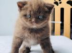 Tamila - British Shorthair Cat For Sale - Brooklyn&comma; NY&comma; US