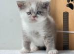 Tima - British Shorthair Cat For Sale - Brooklyn&comma; NY&comma; US