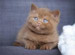 Paul - British Shorthair Cat For Sale - Brooklyn&comma; NY&comma; US