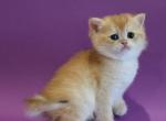 Dolly - British Shorthair Cat For Sale - Brooklyn&comma; NY&comma; US