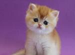 Danya - British Shorthair Cat For Sale - Brooklyn&comma; NY&comma; US