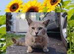 Robbert - Domestic Cat For Adoption - Fort Lauderdale&comma; FL&comma; US