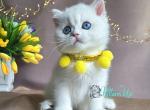 Zlata - British Shorthair Cat For Sale - Norwalk&comma; CT&comma; US