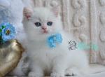 Zaya - British Shorthair Cat For Sale - Norwalk&comma; CT&comma; US
